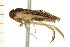  ( - CNC-HEM-1422)  @13 [ ] CreativeCommons - Attribution (2010) Unspecified Centre for Biodiversity Genomics