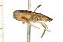 ( - CNC-HEM-1423)  @14 [ ] CreativeCommons - Attribution (2010) Unspecified Centre for Biodiversity Genomics