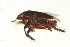  ( - CNC-HEM-1236)  @12 [ ] CreativeCommons - Attribution (2010) Unspecified Centre for Biodiversity Genomics