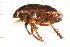  ( - CNC-HEM-1237)  @12 [ ] CreativeCommons - Attribution (2010) Unspecified Centre for Biodiversity Genomics