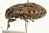  ( - CNC-HEM-1252)  @14 [ ] CreativeCommons - Attribution (2010) Unspecified Centre for Biodiversity Genomics