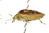  ( - CNC-HEM-1254)  @13 [ ] CreativeCommons - Attribution (2010) Unspecified Centre for Biodiversity Genomics