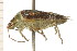  ( - CNC-HEM-1255)  @13 [ ] CreativeCommons - Attribution (2010) Unspecified Centre for Biodiversity Genomics