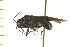  (Irbisia nigripes - CNC-HEM-1314)  @14 [ ] CreativeCommons - Attribution (2010) Unspecified Centre for Biodiversity Genomics