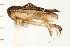  (Sigara mathesoni - CNC-HEM-1434)  @14 [ ] CreativeCommons - Attribution (2010) Unspecified Centre for Biodiversity Genomics