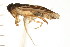  (Sigara solensis - CNC-HEM-1441)  @13 [ ] CreativeCommons - Attribution (2010) Unspecified Centre for Biodiversity Genomics
