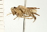  ( - CNC-HEM-1452)  @13 [ ] CreativeCommons - Attribution (2010) Unspecified Centre for Biodiversity Genomics