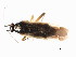  (Orthotylus alni - CNC-HEM-0470)  @13 [ ] CreativeCommons - Attribution (2010) Unspecified Centre for Biodiversity Genomics