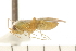  (Orthotylus concolor - CNC-HEM-0796)  @12 [ ] CreativeCommons - Attribution (2010) Unspecified Centre for Biodiversity Genomics