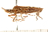  (Leptoglossus occidentalis - CNC-HEM-0823)  @14 [ ] CreativeCommons - Attribution (2010) Unspecified Centre for Biodiversity Genomics