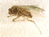  ( - CNC-HEM-0682)  @12 [ ] CreativeCommons - Attribution (2010) Unspecified Centre for Biodiversity Genomics