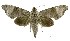  ( - USNM ENT 00196050)  @15 [ ] Unspecified (default): All Rights Reserved  Unspecified Unspecified