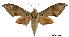  (Ambulyx dohertyi - USNM ENT 00196062)  @15 [ ] Unspecified (default): All Rights Reserved  Unspecified Unspecified