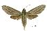  ( - USNM ENT 00196064)  @14 [ ] Unspecified (default): All Rights Reserved  Unspecified Unspecified