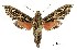  (Eupanacra pulchella - USNM ENT 00196037)  @14 [ ] Unspecified (default): All Rights Reserved  Unspecified Unspecified