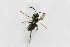  (Andrena alleghaniensis - sheffT-10)  @14 [ ] CreativeCommons - Attribution Non-Commercial Share-Alike (2010) Unspecified York University