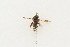  (Nomada vicina - sheffT-67)  @13 [ ] CreativeCommons - Attribution Non-Commercial Share-Alike (2010) Unspecified York University