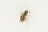  (Andrena ceanothi - sheffT-73)  @13 [ ] CreativeCommons - Attribution Non-Commercial Share-Alike (2010) Unspecified York University