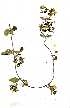  ( - OM1477)  @11 [ ] No Rights Reserved  Unspecified Unspecified