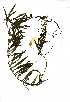  (Xenostegia - OM0404)  @11 [ ] No Rights Reserved  Unspecified Unspecified