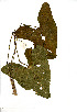  (Gonatopus - RBN300)  @11 [ ] No Rights Reserved  Unspecified Unspecified