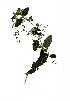  ( - RL1127)  @11 [ ] No Rights Reserved  Unspecified Unspecified