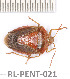  ( - RL-PENT-021)  @11 [ ] Copyright (2020) Roland Lupoli Unspecified