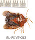  ( - RL-PENT-022)  @11 [ ] Copyright (2020) Roland Lupoli Unspecified