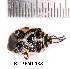  ( - RL-PENT-138)  @11 [ ] Creative common (2022) Rodolphe Rougerie Museum national d'Histoire naturelle, Paris