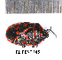 ( - RL-PENT-145)  @11 [ ] Creative common (2022) Rodolphe Rougerie Museum national d'Histoire naturelle, Paris