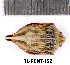  (Odontotarsus caudatus - RL-PENT-152)  @11 [ ] Creative common (2022) Rodolphe Rougerie Museum national d'Histoire naturelle, Paris