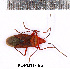  ( - RL-PENT-186)  @11 [ ] Creative common (2022) Rodolphe Rougerie Museum national d'Histoire naturelle, Paris