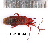  ( - RL-PENT-187)  @11 [ ] Creative common (2022) Rodolphe Rougerie Museum national d'Histoire naturelle, Paris