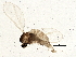  (Asteromyia laeviana - BIOUG02670-E10)  @15 [ ] CreativeCommons - Attribution (2013) CBG Photography Group Centre for Biodiversity Genomics