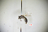  (Andrena echizenia - CP16007)  @11 [ ] bync (2019) Unspecified China Agricultural University