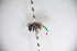  (Andrena geae - CP16011)  @11 [ ] CreativeCommons - Attribution Share-Alike (2020) Unspecified China Agricultural University