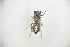  (Andrena subshawella - CP16012)  @11 [ ] CreativeCommons - Attribution Share-Alike (2020) Unspecified China Agricultural University