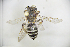  (Andrena magnipunctata - CP16015)  @11 [ ] CreativeCommons - Attribution Share-Alike (2020) Unspecified China Agricultural University