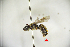  (Halictus tsingtouensis - CP16030)  @11 [ ] by-nc (2019) Unspecified China Agricultural University