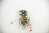 (Andrena wuae - CP16041)  @11 [ ] by-nc (2019) Unspecified China Agricultural University