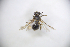  (Andrena hebes - CP16046)  @11 [ ] by-nc (2019) Unspecified China Agricultural University