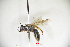  (Andrena luridiloma - CP16050)  @11 [ ] by-nc (2019) Unspecified China Agricultural University