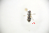  ( - CP16094)  @11 [ ] by-nc (2019) Unspecified China Agricultural University