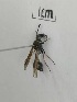  (Eumenes punctatus - X_BJCP03)  @11 [ ] bync (2019) Unspecified Beijing Academy of Agricultural and Forestry Sciences