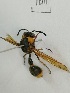  (Eumenes labiatus - X_BJCP06)  @11 [ ] bync (2019) Unspecified Beijing Academy of Agricultural and Forestry Sciences
