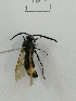  (Scolia vittifrons - X_BJCP08)  @11 [ ] bync (2019) Unspecified Beijing Academy of Agricultural and Forestry Sciences