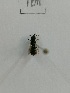  (Andrena hikosana - X_BJCP12)  @11 [ ] bync (2019) Unspecified Beijing Academy of Agricultural and Forestry Sciences