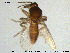  (Forcipomyia sp. 22ES - HED-Cer133)  @11 [ ] Creative Commons  Attribution Non-Commercial Share-Alike (2017) NTNU University Museum, Department of Natural History NTNU University Museum, Department of Natural History