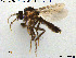  (Forcipomyia nigra - HED-Cer134)  @14 [ ] Creative Commons  Attribution Non-Commercial Share-Alike (2017) NTNU University Museum, Department of Natural History NTNU University Museum, Department of Natural History