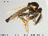  ( - HED-Cer152)  @13 [ ] Creative Commons  Attribution Non-Commercial Share-Alike (2017) NTNU University Museum, Department of Natural History NTNU University Museum, Department of Natural History